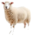 Stage 8